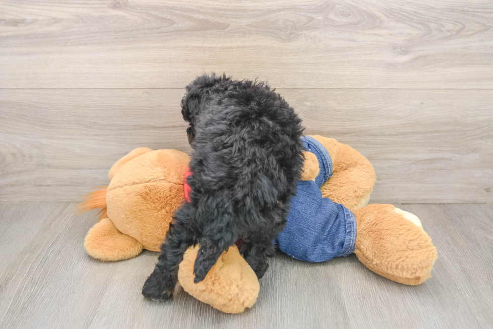Small Mini Bernedoodle Baby