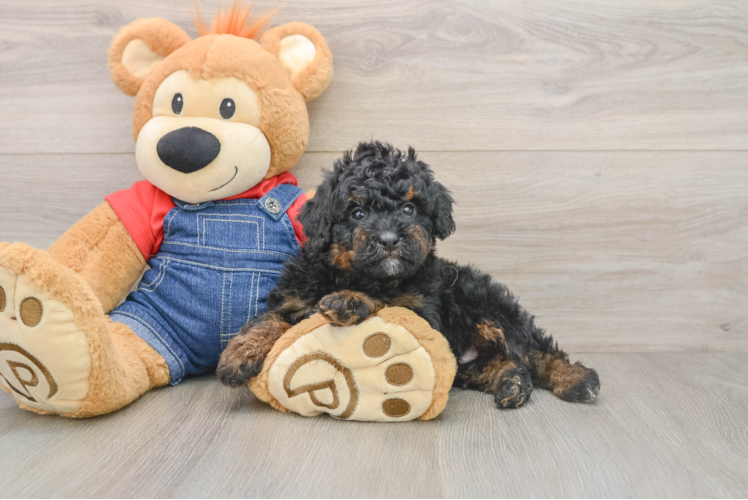 Best Mini Bernedoodle Baby