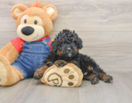 7 week old Mini Bernedoodle Puppy For Sale - Puppy Love PR