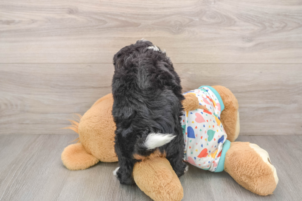 Friendly Mini Bernedoodle Baby