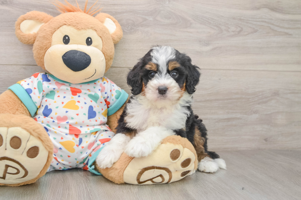 Cute Mini Bernedoodle Baby