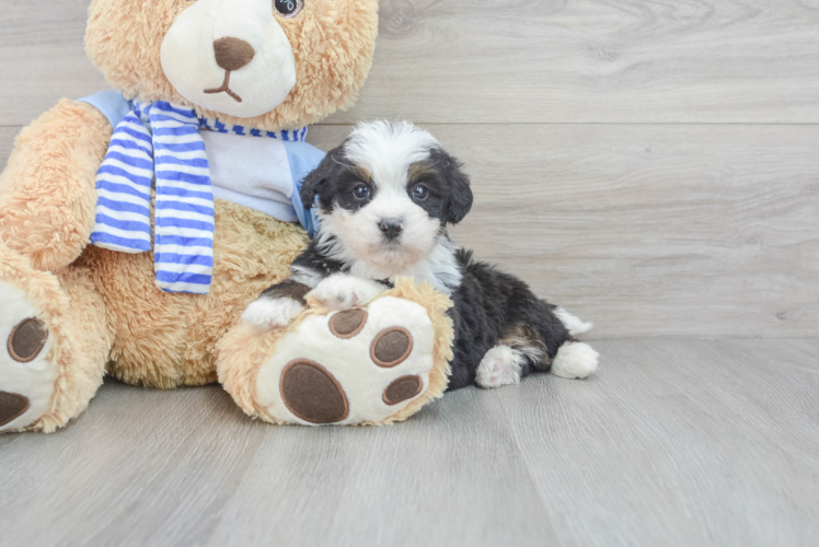Meet Jimbo - our Mini Bernedoodle Puppy Photo 1/3 - Puppy Love PR Best Mini Bernedoodle Baby