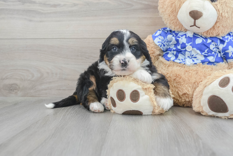 Meet Jimbo - our Mini Bernedoodle Puppy Photo 1/3 - Puppy Love PR Hypoallergenic Bernadoodle Poodle Mix Puppy