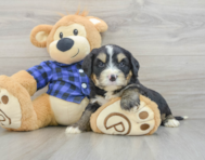 7 week old Mini Bernedoodle Puppy For Sale - Puppy Love PR