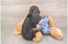 Sweet Mini Bernedoodle Baby