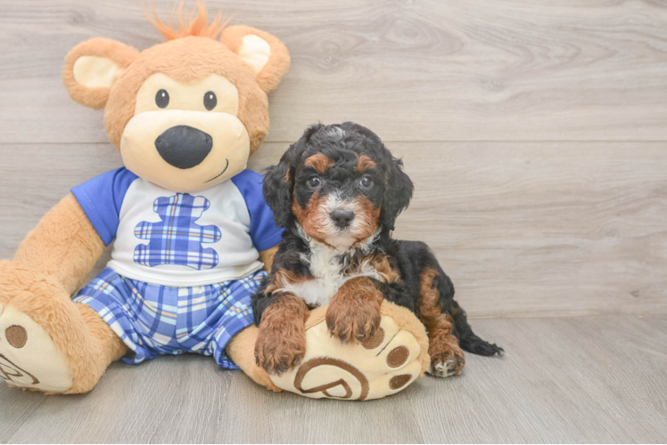 Adorable Mini Bernadoodle Poodle Mix Puppy