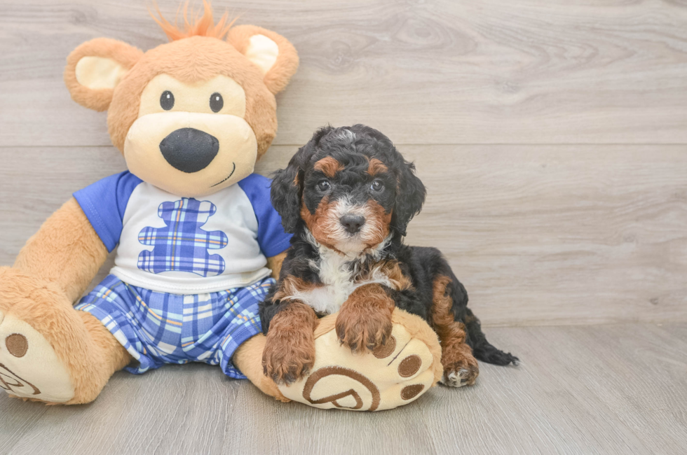 5 week old Mini Bernedoodle Puppy For Sale - Puppy Love PR