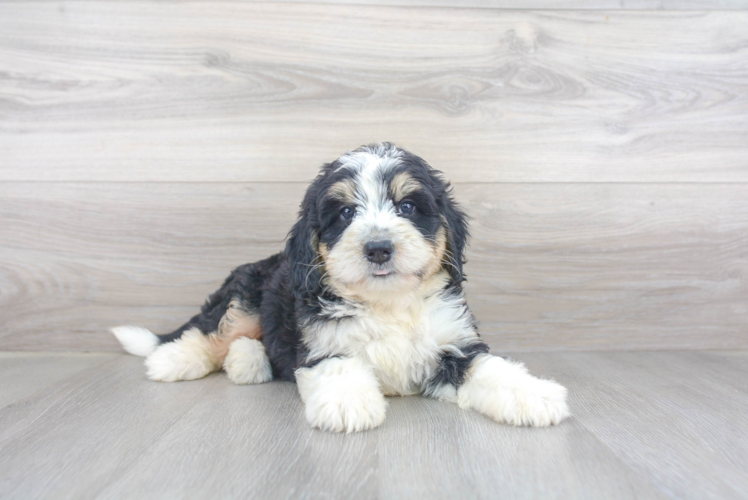 Mini Bernedoodle Pup Being Cute