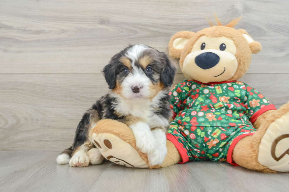 5 week old Mini Bernedoodle Puppy For Sale - Puppy Love PR