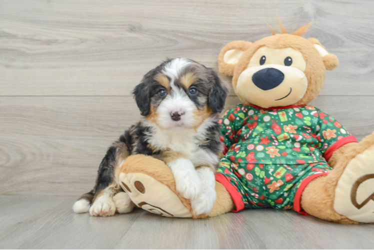 Meet Joel - our Mini Bernedoodle Puppy Photo 1/3 - Puppy Love PR Best Mini Bernedoodle Baby