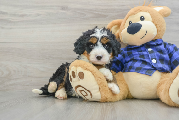 Little Mini Bernadoodle Poodle Mix Puppy