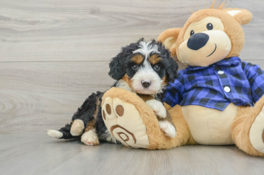 Little Mini Bernadoodle Poodle Mix Puppy