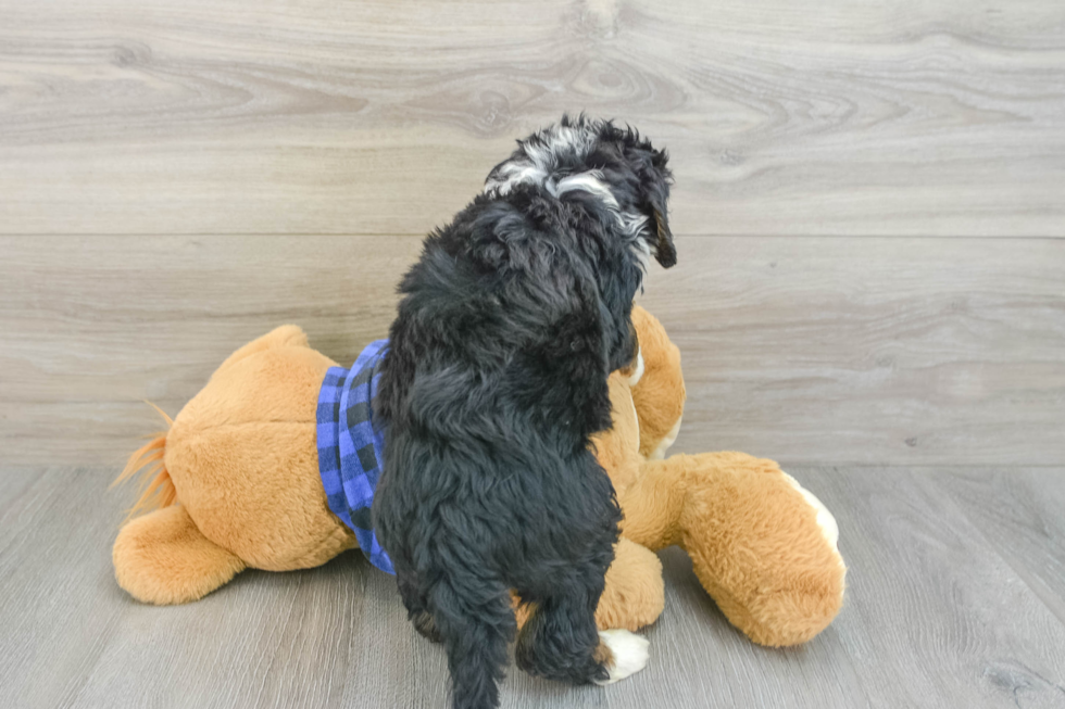 Hypoallergenic Mini Bernepoo Poodle Mix Puppy
