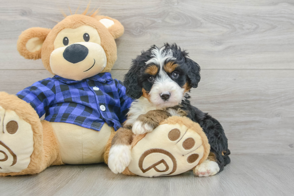 Mini Bernedoodle Pup Being Cute