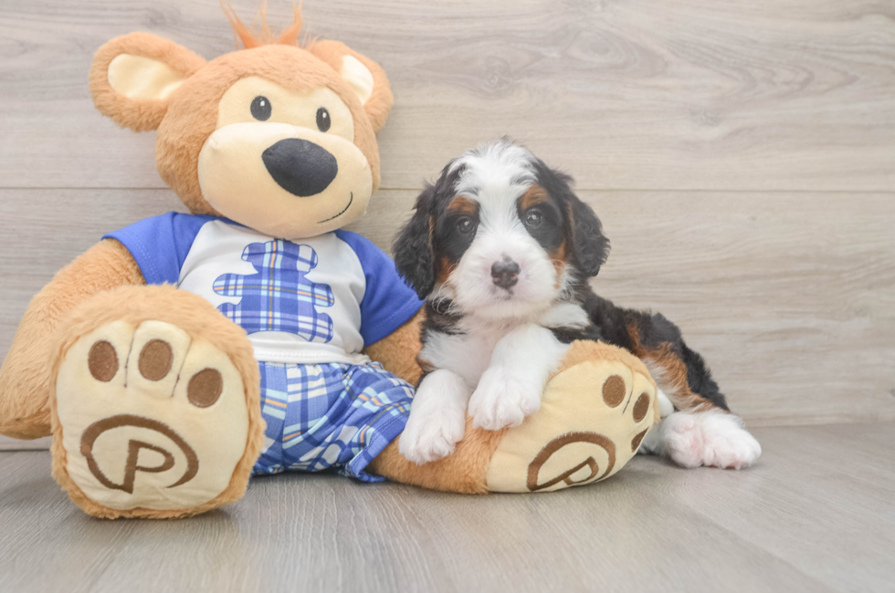 6 week old Mini Bernedoodle Puppy For Sale - Puppy Love PR