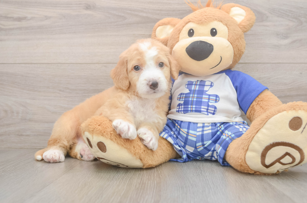 5 week old Mini Bernedoodle Puppy For Sale - Puppy Love PR