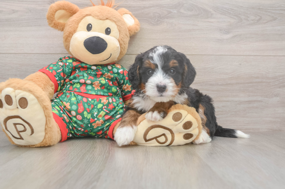 6 week old Mini Bernedoodle Puppy For Sale - Puppy Love PR