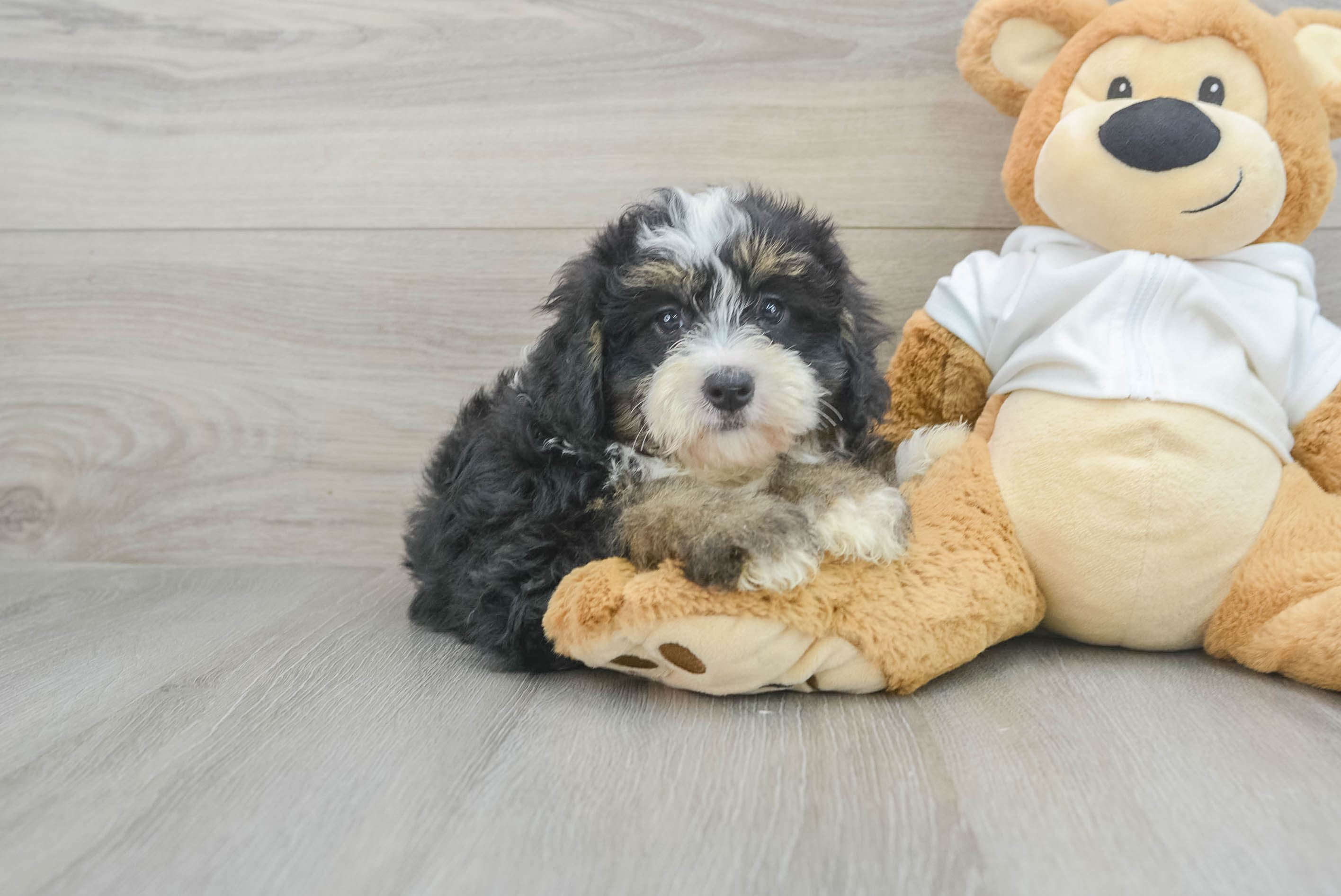 Mini Bernedoodle Pup Being Cute