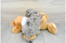 Mini Bernedoodle Puppy for Adoption