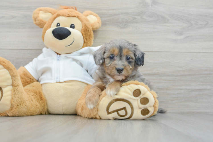 Meet Joplin - our Mini Bernedoodle Puppy Photo 1/3 - Puppy Love PR Mini Bernedoodle Puppy for Adoption
