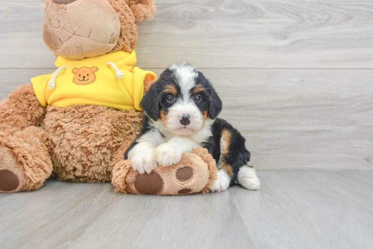 Meet Joplin - our Mini Bernedoodle Puppy Photo 1/3 - Puppy Love PR Mini Bernedoodle Puppy for Adoption