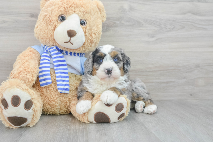 Fluffy Mini Bernedoodle Poodle Mix Pup