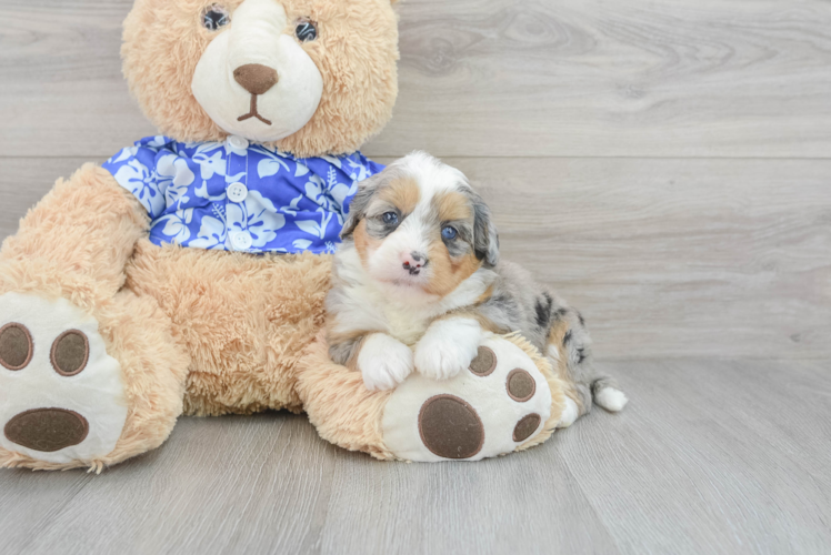 Mini Bernedoodle Puppy for Adoption