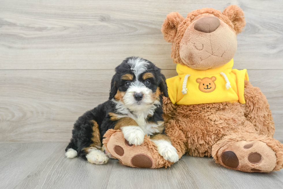 Cute Mini Bernedoodle Baby