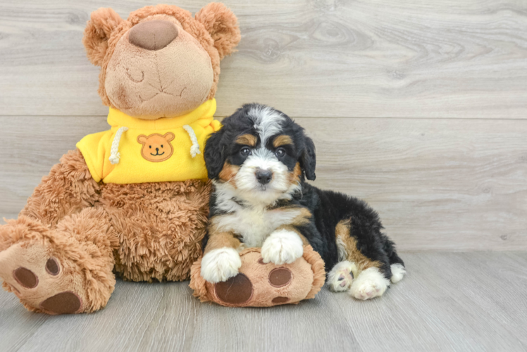 Meet Joplin - our Mini Bernedoodle Puppy Photo 1/3 - Puppy Love PR Best Mini Bernedoodle Baby