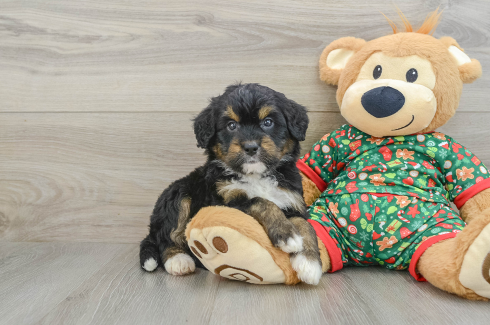 5 week old Mini Bernedoodle Puppy For Sale - Puppy Love PR