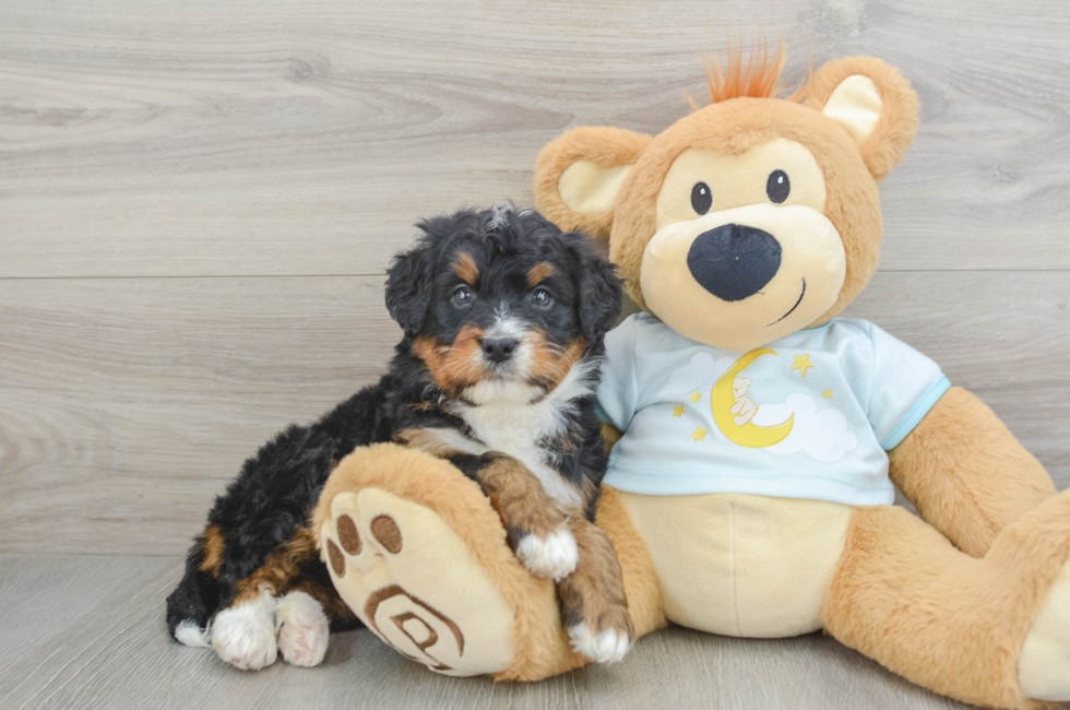 6 week old Mini Bernedoodle Puppy For Sale - Puppy Love PR