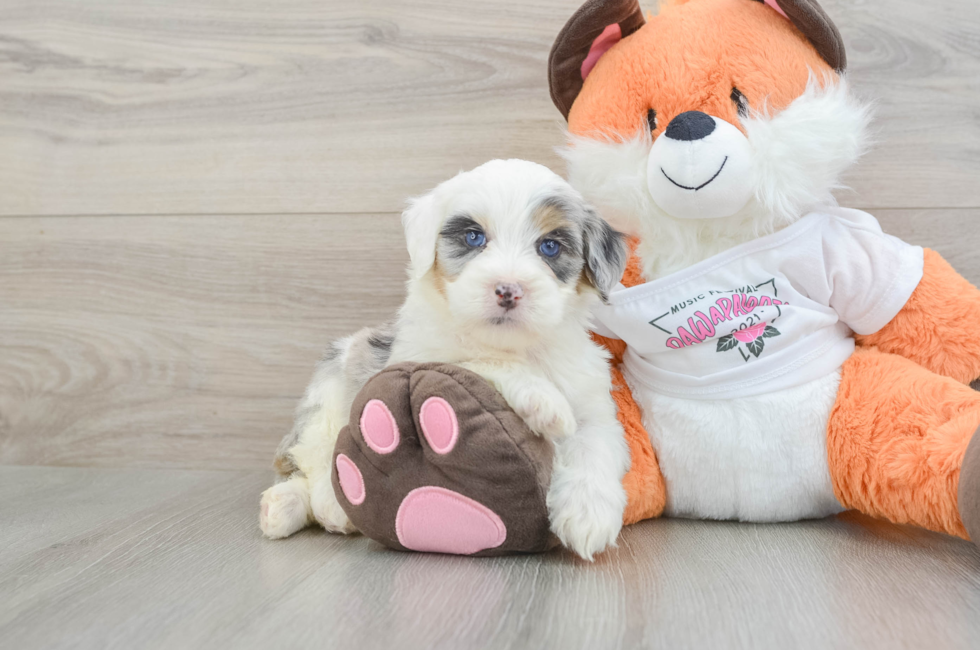 5 week old Mini Bernedoodle Puppy For Sale - Puppy Love PR