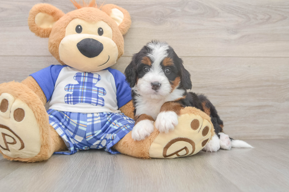 5 week old Mini Bernedoodle Puppy For Sale - Puppy Love PR