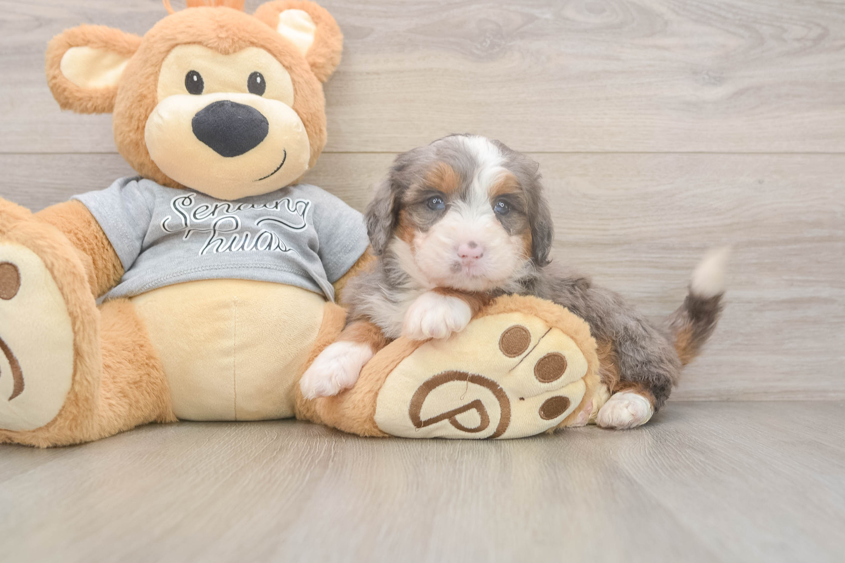 Cute Mini Bernedoodle Baby