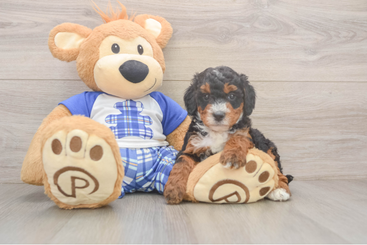 Adorable Mini Bernesedoodle Poodle Mix Puppy