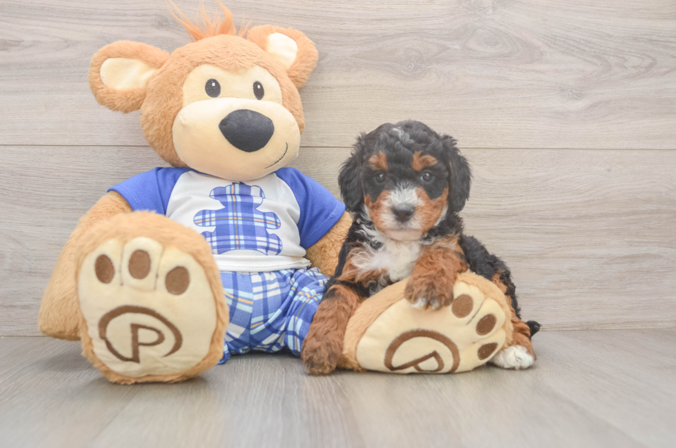 5 week old Mini Bernedoodle Puppy For Sale - Puppy Love PR
