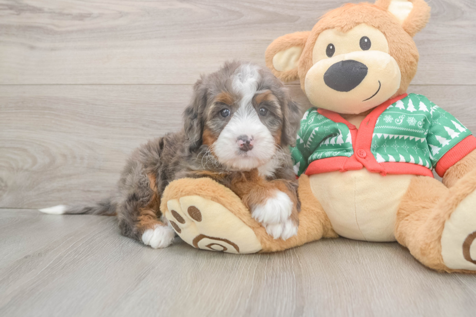 Best Mini Bernedoodle Baby
