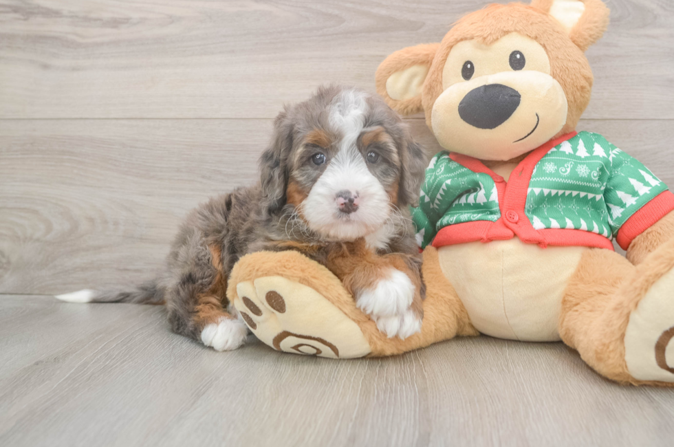 5 week old Mini Bernedoodle Puppy For Sale - Puppy Love PR