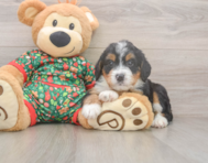 7 week old Mini Bernedoodle Puppy For Sale - Puppy Love PR