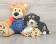 6 week old Mini Bernedoodle Puppy For Sale - Puppy Love PR