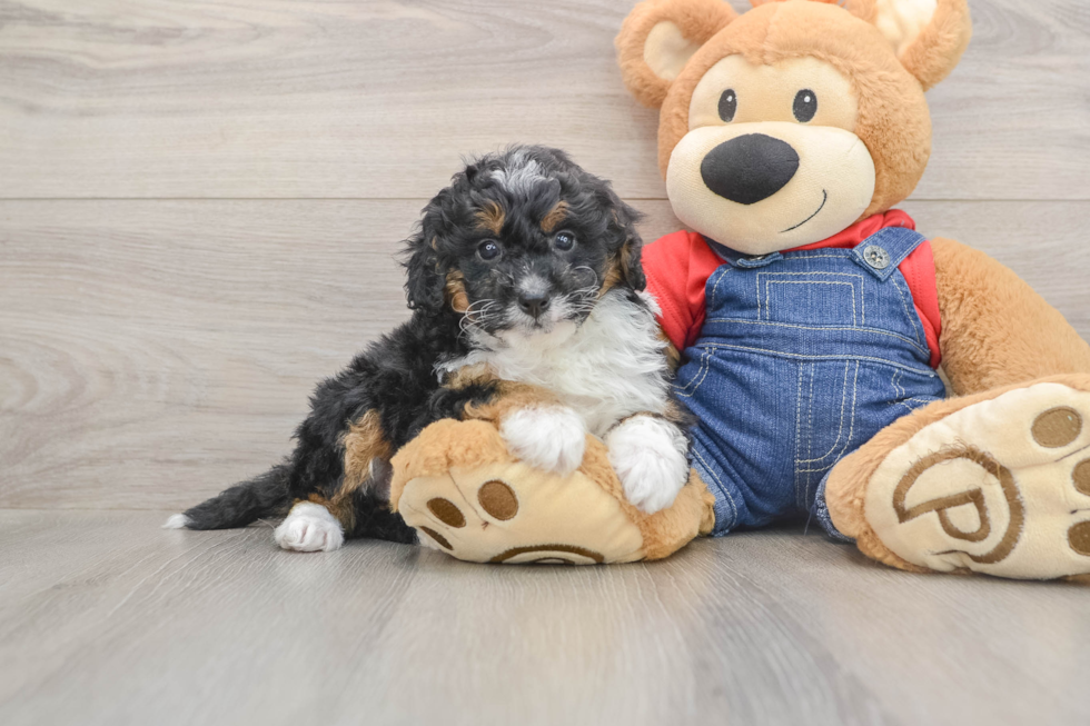 Mini Bernedoodle Pup Being Cute