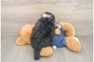 Small Mini Bernedoodle Baby