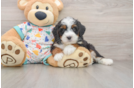 Small Mini Bernedoodle Baby