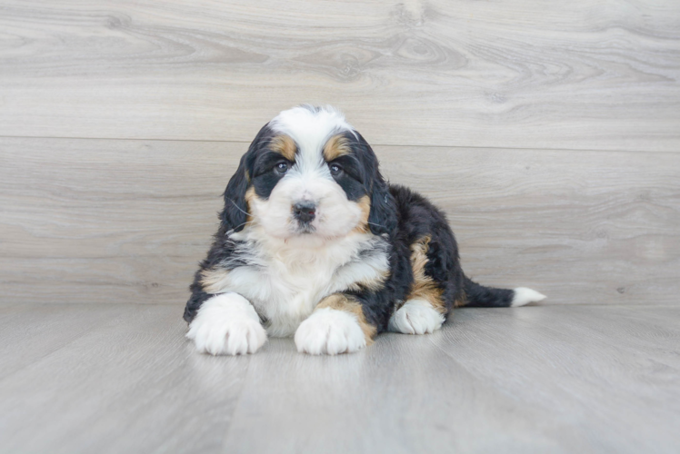 Meet Joplin - our Mini Bernedoodle Puppy Photo 1/3 - Puppy Love PR Mini Bernedoodle Puppy for Adoption