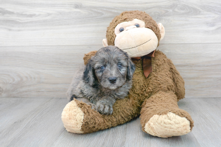 Cute Mini Bernedoodle Baby