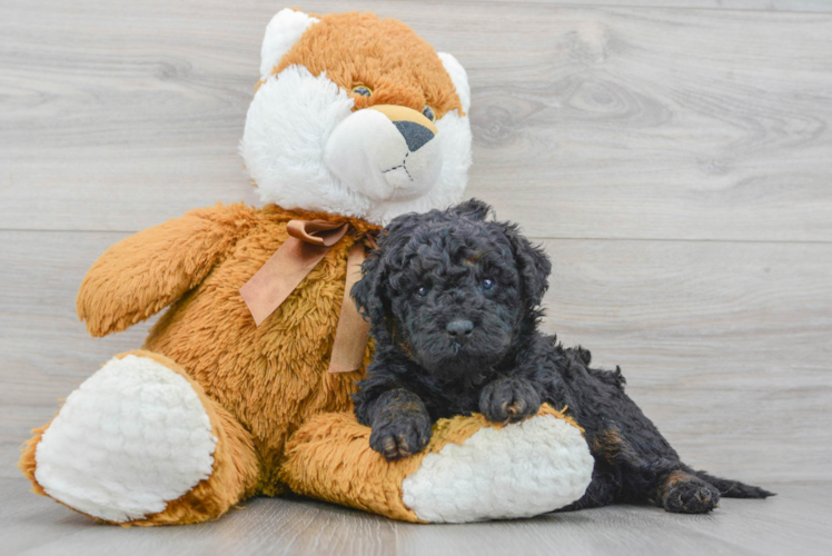 Petite Mini Bernedoodle Poodle Mix Pup