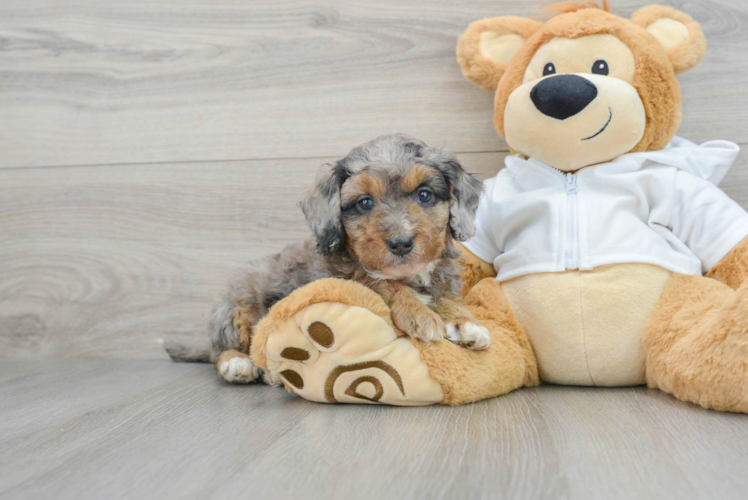 Meet Journee - our Mini Bernedoodle Puppy Photo 1/3 - Puppy Love PR Mini Bernedoodle Puppy for Adoption