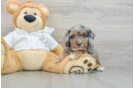 Hypoallergenic Mini Berniedoodle Poodle Mix Puppy