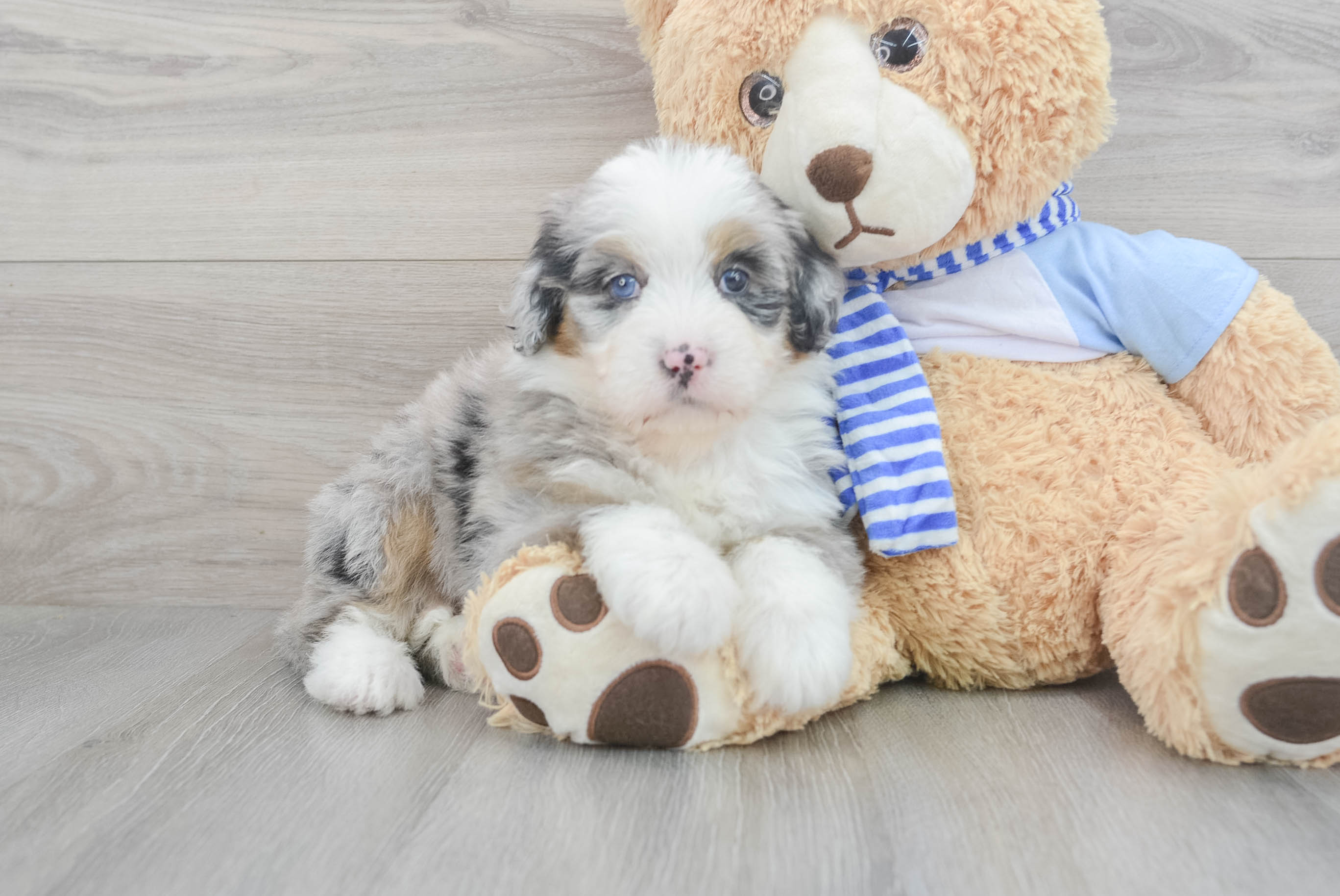Friendly Mini Bernedoodle Baby