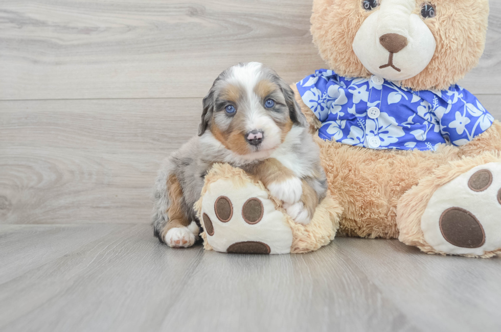 7 week old Mini Bernedoodle Puppy For Sale - Puppy Love PR